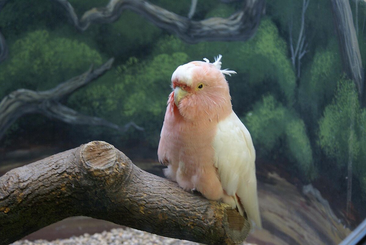 Cookie (cockatoo) - Wikipedia