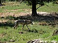 * Nomination: Un loup gris (Canis lupus lupus) au parc animalier de Sainte-Croix (Moselle). --Musicaline 18:37, 7 January 2019 (UTC) * * Review needed