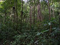 Forêt tropicale humide de Madagascar (Masaola National park)