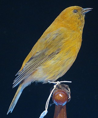 <span class="mw-page-title-main">Maui ʻakepa</span> Species of bird