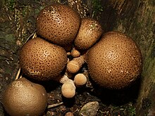 Lycoperdon pyriforme 061001a.jpg