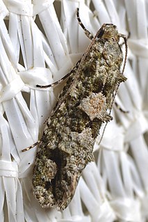 <i>Lysiphragma howesii</i> Species of moth