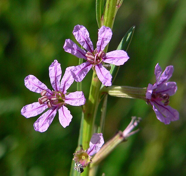 File:Lythrum californicum 4.jpg