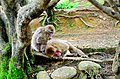 Japanese macaques (M. fuscata) in Sagano