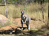 Macropus antilopinus.jpg