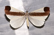 Macrosoma leucophasiata 81488480.jpg