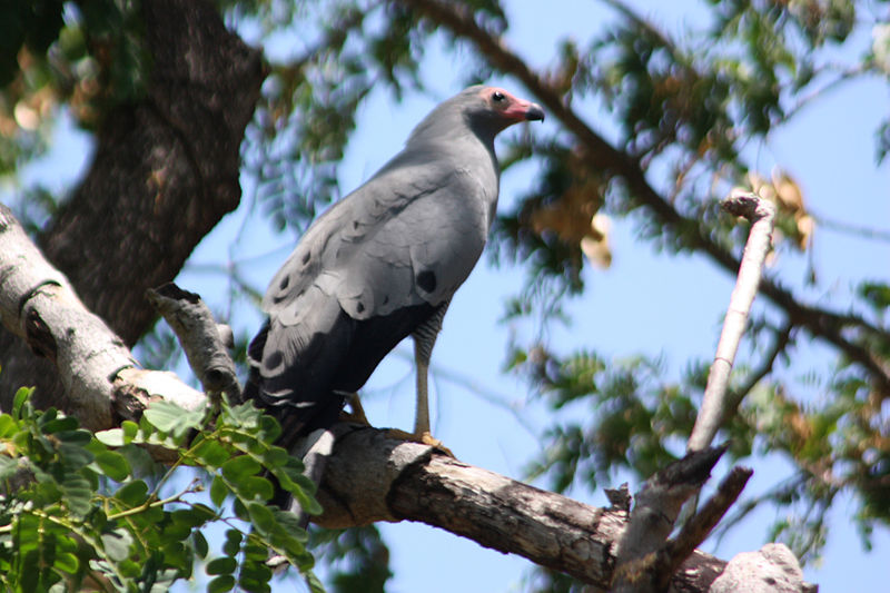 File:Madagascar harrier-hawk polyboroides radiatus.jpg