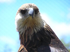 Madagaskarseeadler