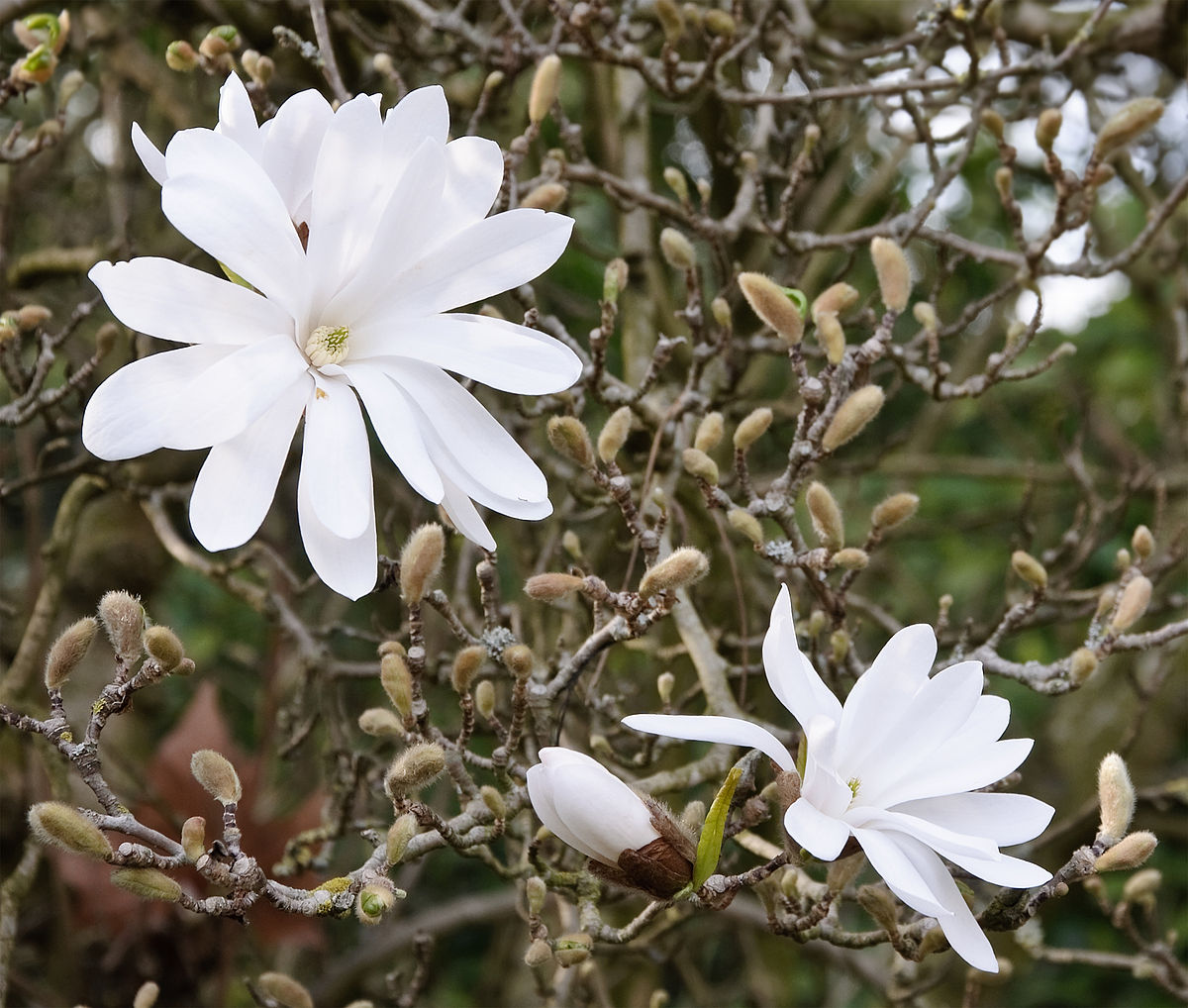 Details 300 imagen magnolio stellata blanco