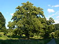 Památný strom Malíkova lípa u obce Staré Hutě, okres Uherské Hradiště, Česko}} English: Famous tree called Malíkova lípa in Staré Hutě village, Uherské Hradiště District, Czech Republic