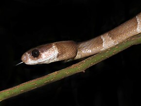 Bildebeskrivelse Malagasy Tree Snake (Stenophis betsileanus), Vohimana reserve, Madagascar.jpg.