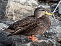 * Nomination Male American black duck in Red Hook, Brooklyn --Rhododendrites 18:19, 9 January 2022 (UTC) * Promotion  Support Good quality. --Jakubhal 18:50, 9 January 2022 (UTC)