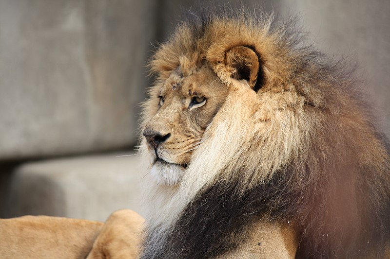 File:Male Lion 057.jpg