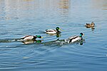 Seite 29: File:Male_mallard_chasing_away_other_males.jpg Autor: User:Radu Ana Maria Lizenz: CC BY 3.0