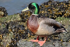 Mallard Duck at McLaughlin Eastshore State Park.