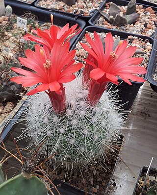 <i>Mammillaria senilis</i> Species of cactus