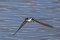 * Nomination: Mangrove swallow (Tachycineta albiline) --Charlesjsharp 09:11, 16 April 2023 (UTC) * Review A nice action shot, perhaps VI. Lacking in detail, slight colour fringing along the edges. Not QI to me. --Tagooty 05:46, 23 April 2023 (UTC)