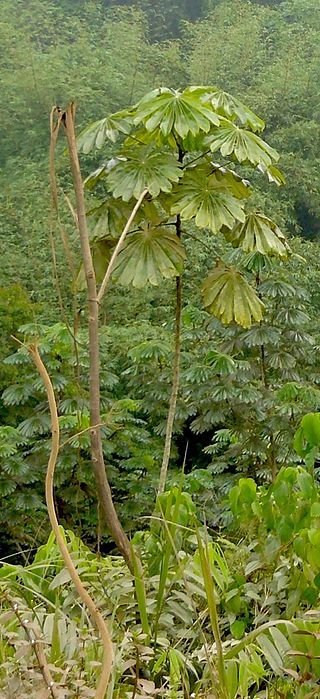 <i>Musanga cecropioides</i> Species of tree