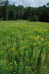 Meadow at Coffey Swamp, Washington Island, Door County, Wisconsin.jpg