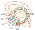 Amygdala innervates the anterior hypothalamus