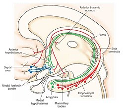 Medial Forebrain Bundle.jpg