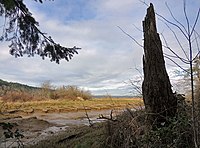 Ceppo di albero vicino a un piccolo ruscello