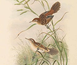 Megalurus albolimbatus - The Birds of New Guinea (cropped2).jpg