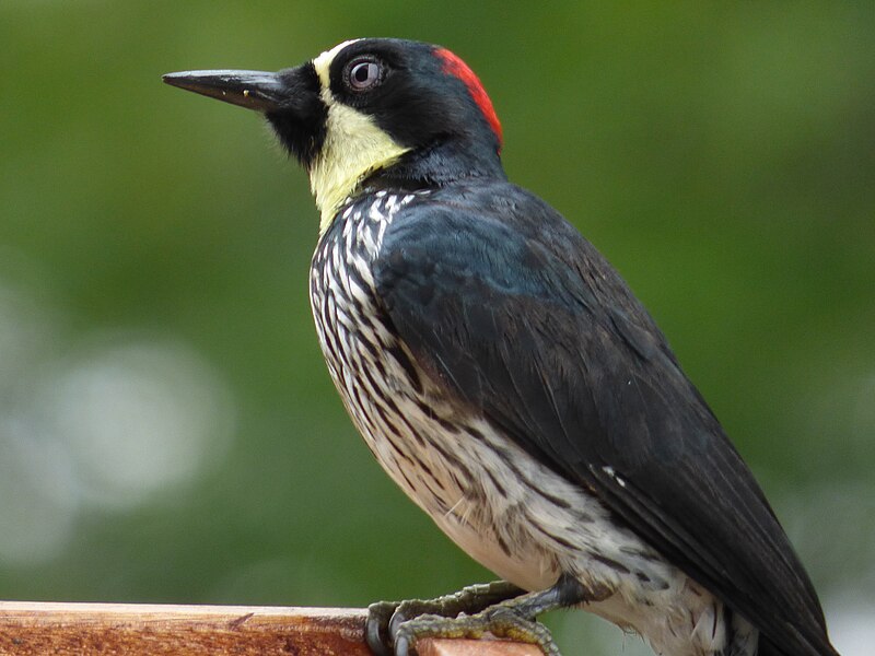 File:Melanerpes formicivorus (Carpintero payaso o de los robles) (14318704368).jpg