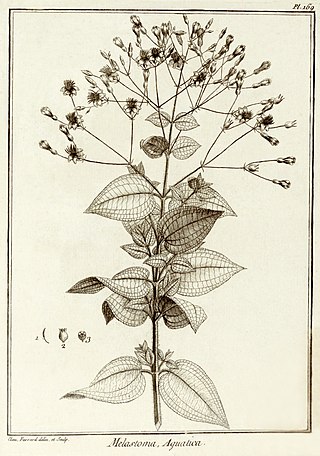 <i>Nepsera</i> Species of flowering plant