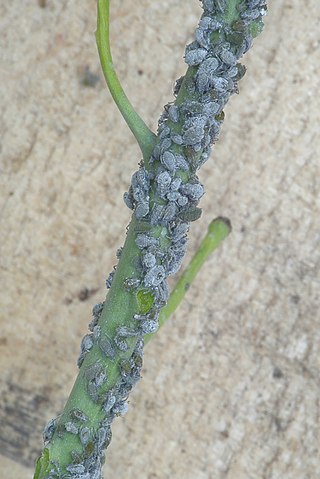 <i>Brevicoryne brassicae</i> Species of true bug