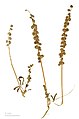 * Nomination seeds of Indian sweet-clover - graines de Mélilot des Indes --Ercé 09:25, 26 February 2013 (UTC) * Promotion Good quality. --JLPC 18:13, 26 February 2013 (UTC)