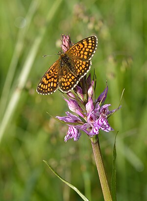 Melitaea phoebe and Dactylorhiza fuchsii