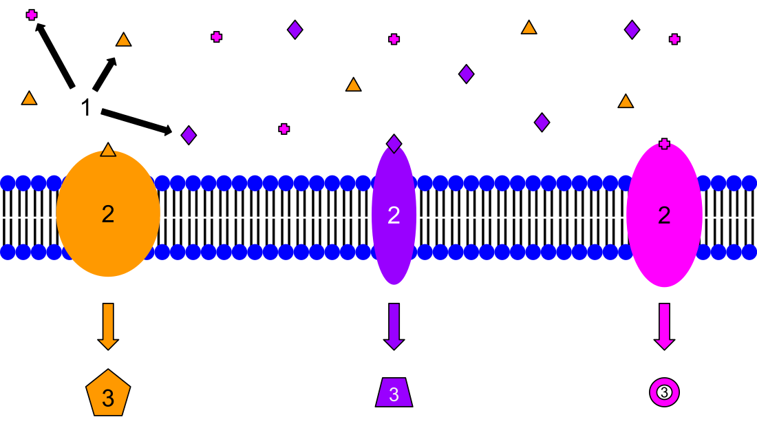 Receptor (biohemija)