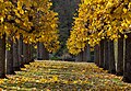 * Nomination Avenue of lime trees in the park of Seehof Castle --Ermell 08:53, 10 November 2023 (UTC) * Promotion  Support Good quality. --ArildV 09:10, 10 November 2023 (UTC)