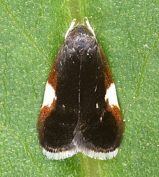 <i>Menesta melanella</i> Species of moth