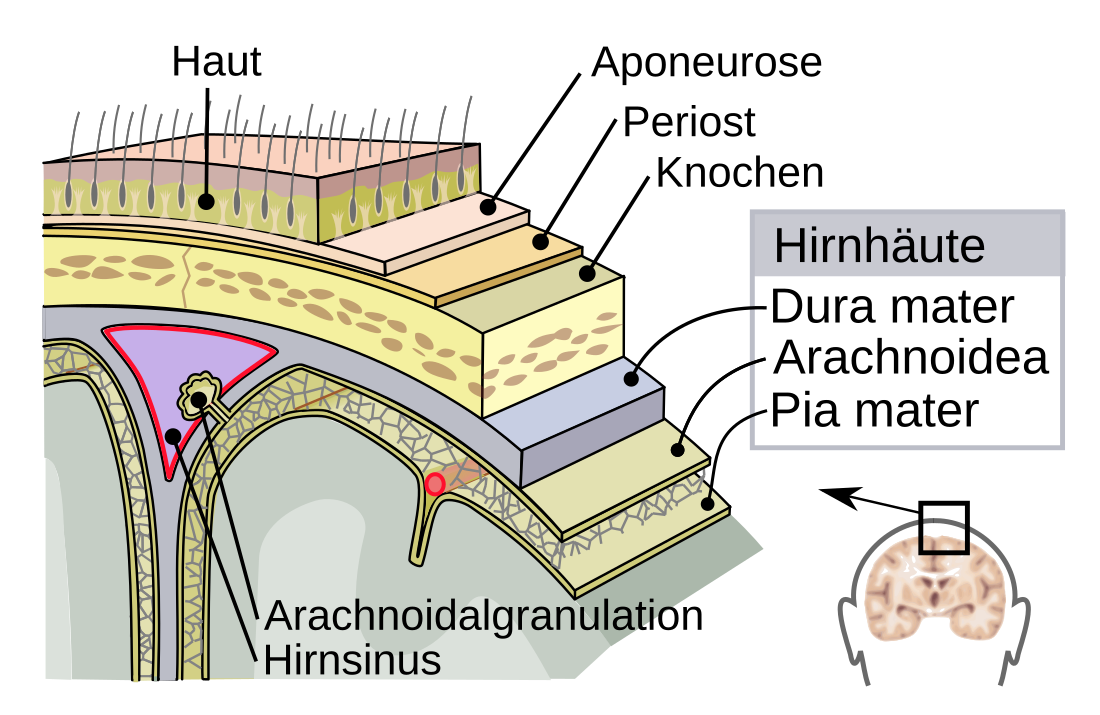 Hirn- und Rückenmarkshäute