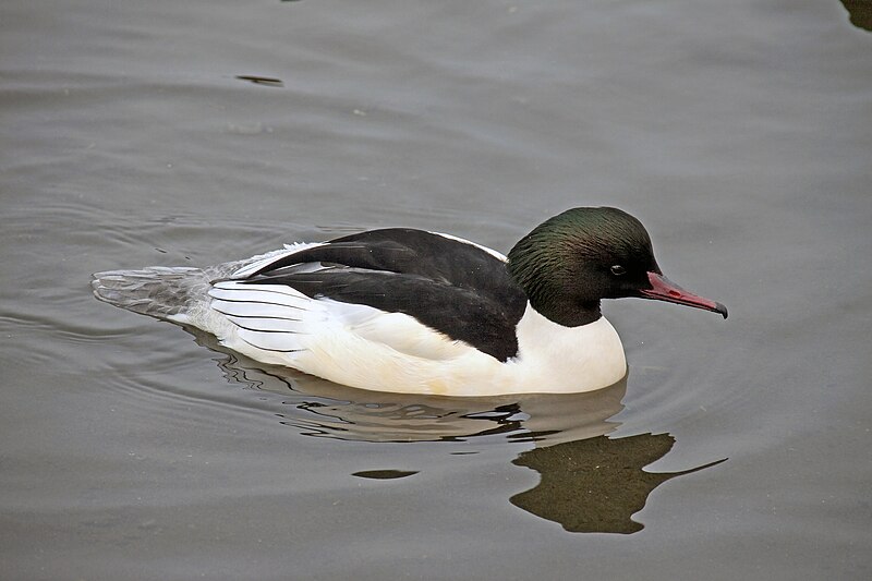 File:Mergus merganser -Sandwell -England -male-8.jpg