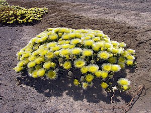 Mesembryanthemum Eurystigmatum: Plantspesie