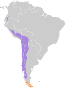 Metriopelia melanoptera map.svg