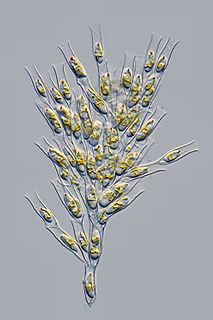 <i>Dinobryon</i> genus of algae