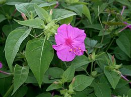 Vakarinė dyvinutė (Mirabilis jalapa)