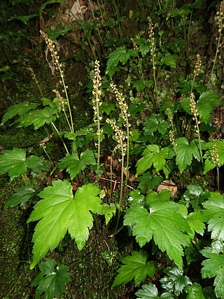 <i>Asimitellaria</i> Genus of flowering plants