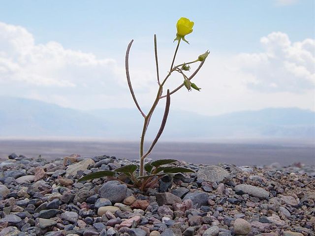 The pictured Mojave suncup, Camissonia brevipes, is an example of a genus named for the poet-botanist.
