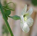 Weibliche Blüte mit unterständigem Fruchtknoten