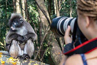 <span class="mw-page-title-main">Monkeyland Primate Sanctuary</span> Zoo in Western Cape, South Africa