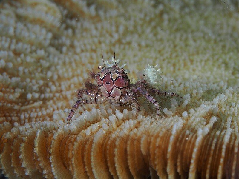 File:Mosaic Boxer crab (Lybia tessellata) (14387916576).jpg