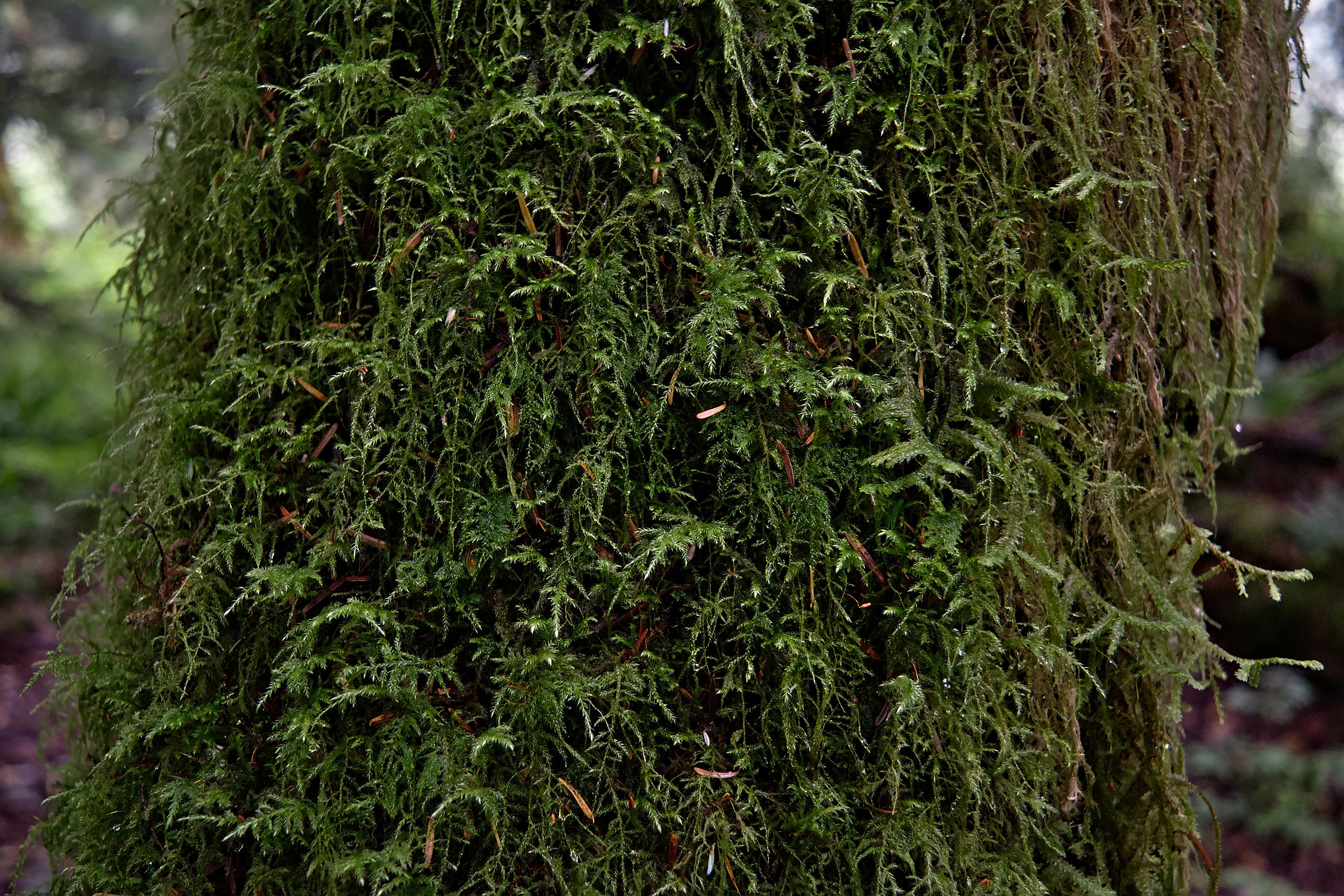 File:Green tree moss.jpg - Wikimedia Commons