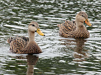 Mottled Duck pair RWD.jpg