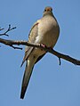 Mourning dove in sycamore tree.jpg