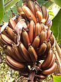 A bunch of red bananas growing in the Tropical Fruit and Spice Room, Phipps Conservatory, Pittsburgh